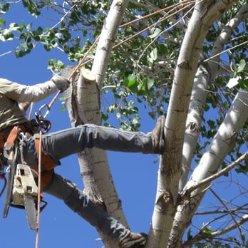 Make Sure Your Outdoor Spaces Are Guest-Ready for the Holiday Season with Wise Tree Care