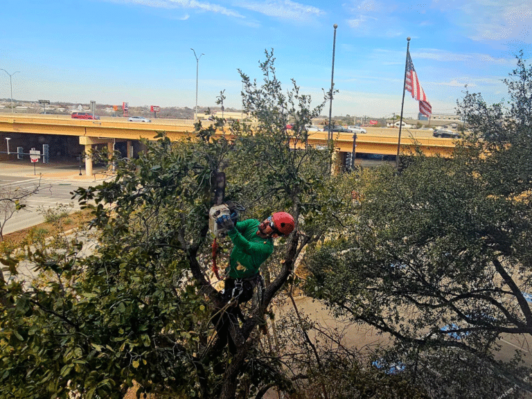 Professional Tree Trimming and Removal Services for Commercial Properties in North Texas