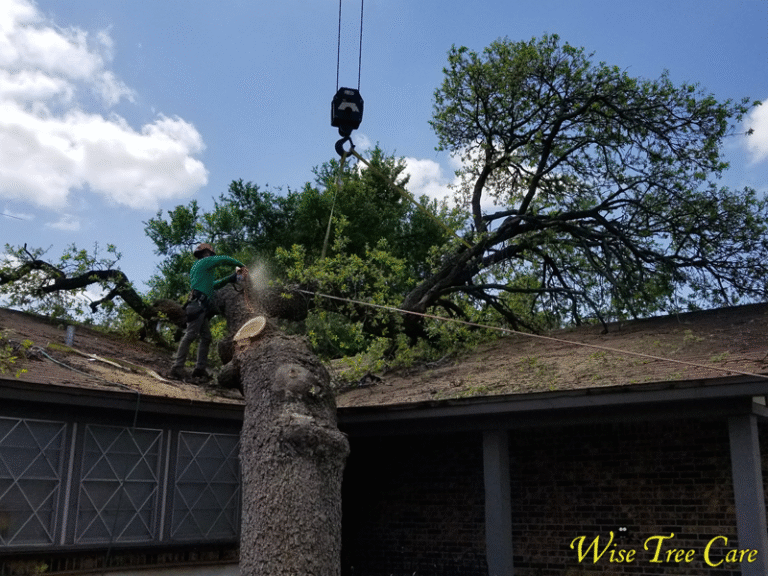 Rapid, Reliable, and Safe Wise Tree Care’s Emergency Tree Removal Services for North Texas