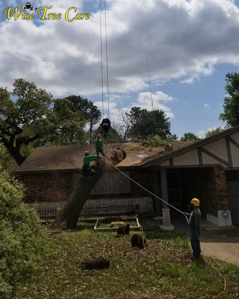 Trusted Tree Trimming & Removal Services for Homes and Businesses in Arlington