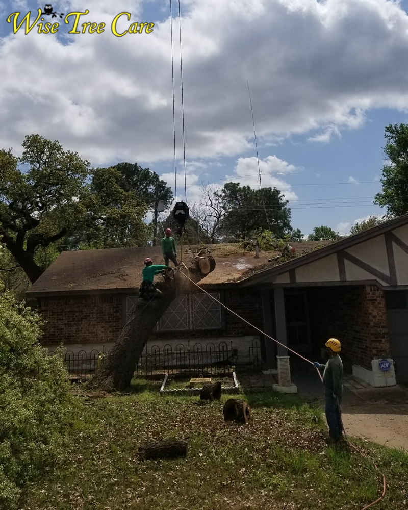 Trusted Tree Trimming & Removal Services for Homes and Businesses in Arlington