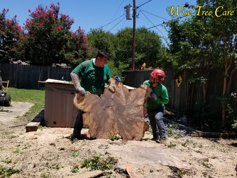 Wise Tree Care Fort Worth’s Trusted Solution for Expert Stump Removal
