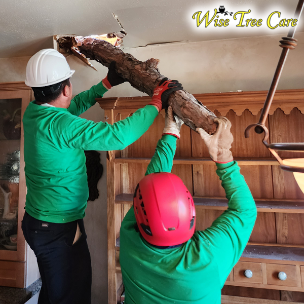 Emergency Tree Removal in North Richland Hills—Handled Fast and Safely by Wise Tree Care
