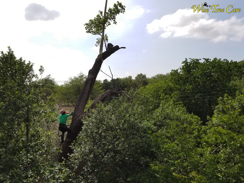 Fort Worth's Top Tree Care Service
