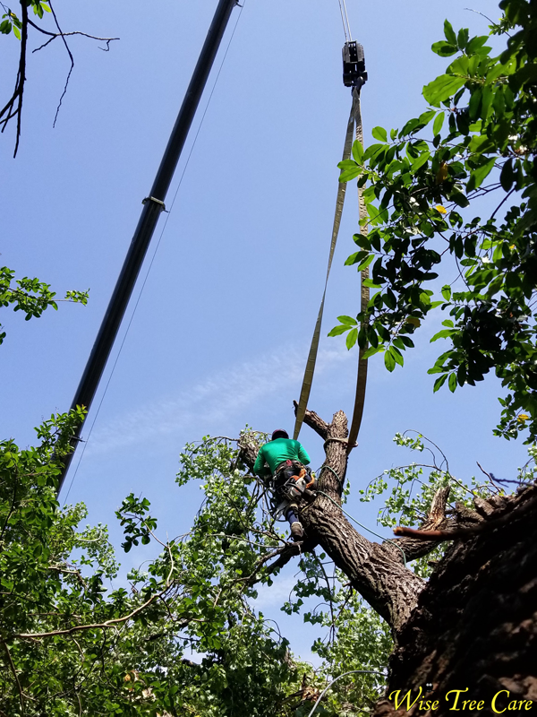 The Vital Role of Tree Trimming in Ensuring Safety and Property Health