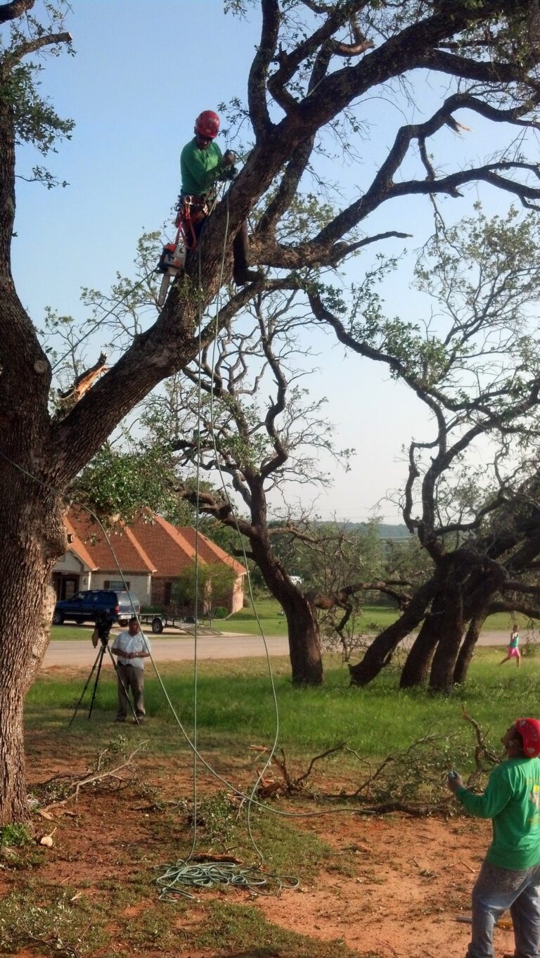 Weather the Summer Storm Season with Help from Wise Tree Care