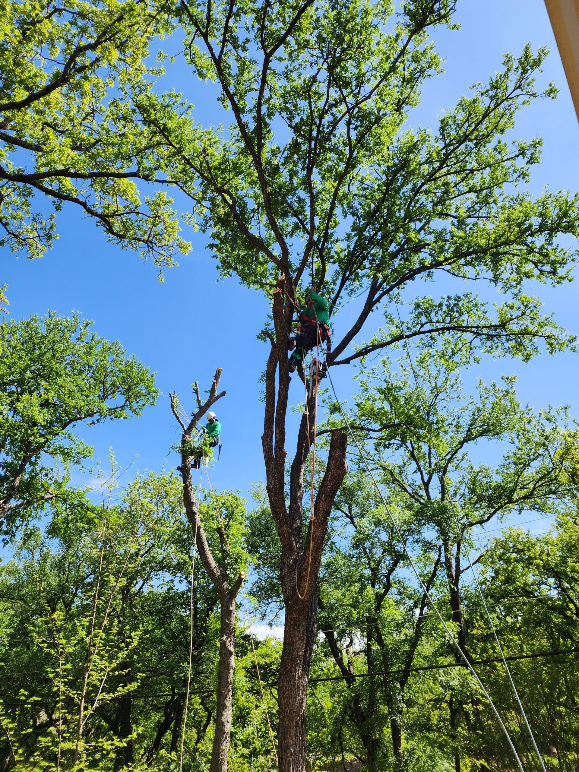 Why Commercial Property Owners Choose Wise Tree Care to Keep Their Customers Safe