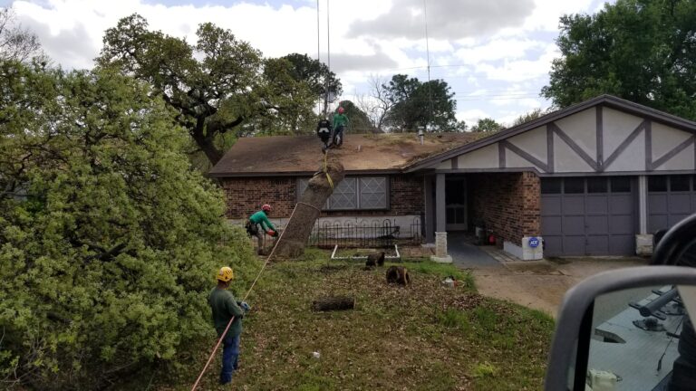 Wise Tree Care North Texas' Trusted Partner in Tree Health and Safety