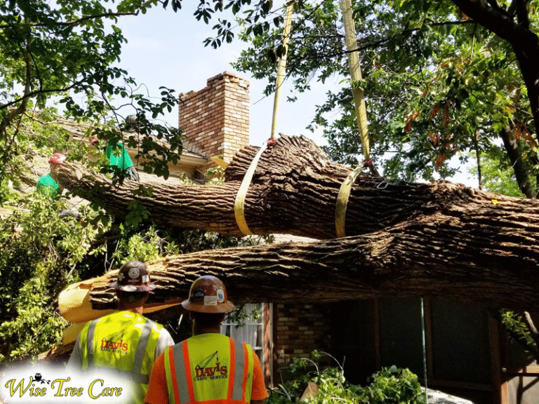 Emergency Tree Removal in Arlington, TX Why Wise Tree Care Is Your Trusted Partner