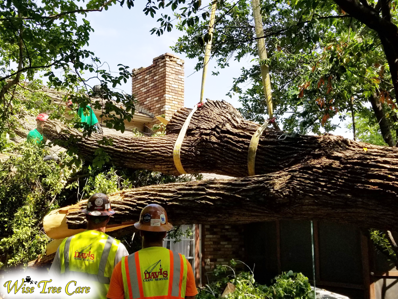 Emergency Tree Removal in Arlington, TX Why Wise Tree Care Is Your Trusted Partner