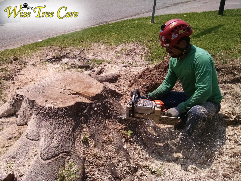 Say Goodbye to Stubborn Stumps – Restore Your Property with Wise Tree Care