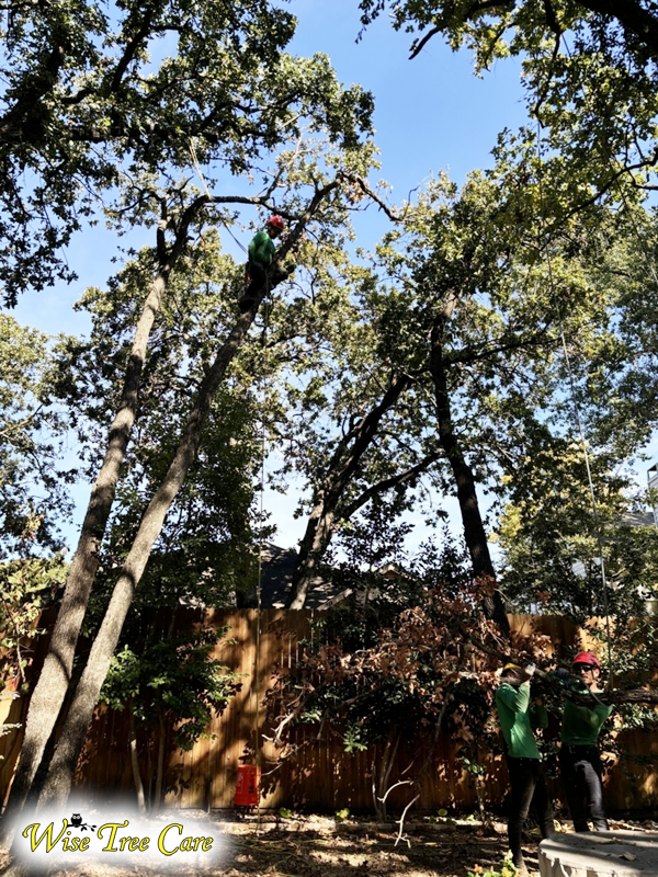 Transform Your Landscape with Expert Tree Services in Colleyville, TX