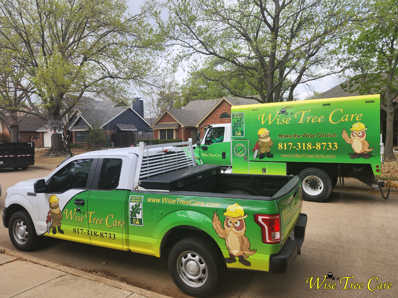 Why Tree Trimming Is More Than Just Looks