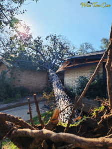 Got Storm-Damaged Trees Choose Wise Tree Care for Quick, Safety-Minded Solutions