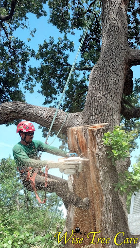 Prepare Your Campus for a Safe School Year with Tree Trimming and Stump Removal