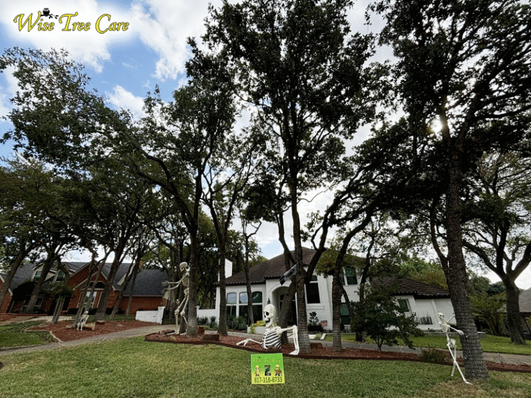 Why Your Trees Deserve a Certified Arborist from Wise Tree Care
