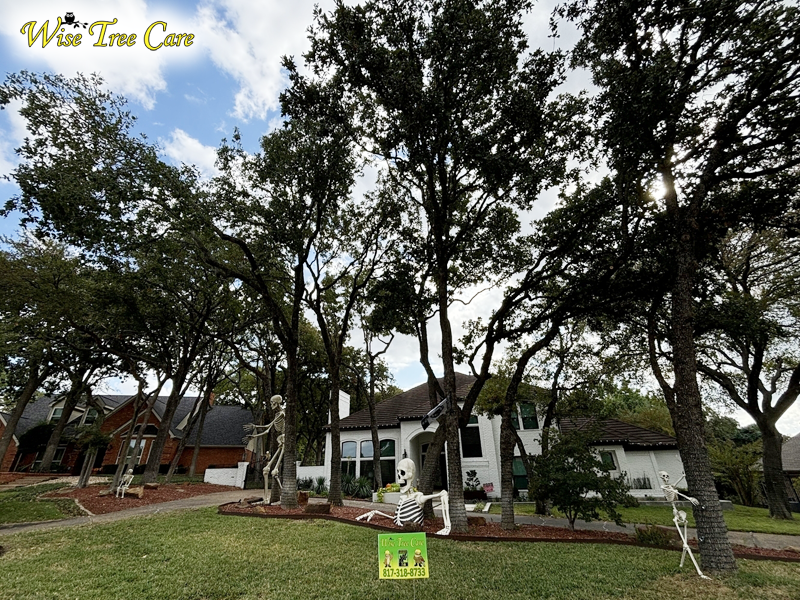 Why Your Trees Deserve a Certified Arborist from Wise Tree Care