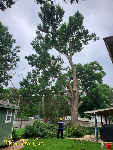 Wise Tree Care – Trusted Tree Experts in North Texas