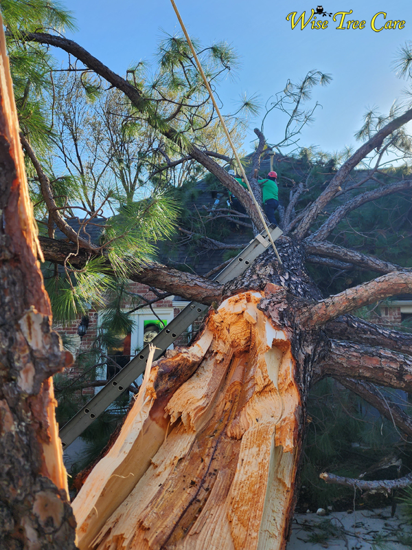 Emergency Tree Removal in North Texas – Why Homeowners & Businesses Trust Wise Tree Care