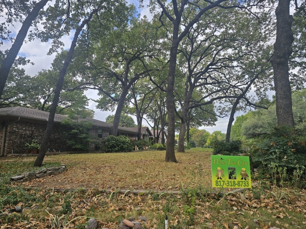 The Easy Way to Prepare Your Trees for the Holiday Season in North Texas