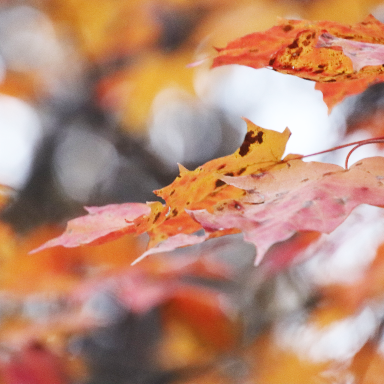 Why Your Trees Need A Checkup At The Start Of The Fall Season