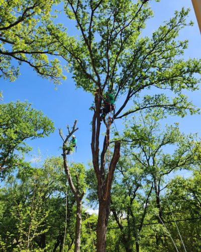 Why Commercial Property Owners Choose Wise Tree Care to Keep Their Customers Safe