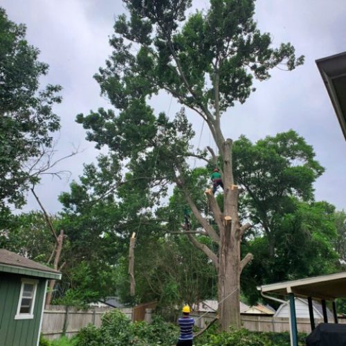 Wise Tree Care – Trusted Tree Experts in North Texas